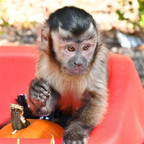 We have babies as well as adult Capuchin <b>Monkeys</b>. . Monkeys for sale in texas